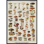 Vintage Mushrooms by Millot Print