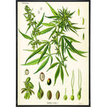 Cannabis Sativa Koehler Vintage Illustration Print - Shady Front