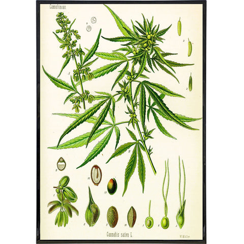 Cannabis Sativa Koehler Vintage Illustration Print - Shady Front
